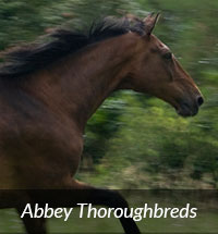 ABBEY THOROUGHBREDS image