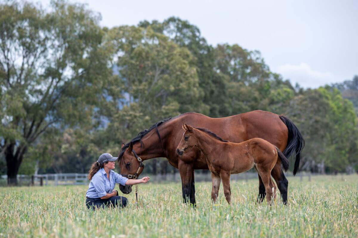 Groundbreaking research shows early life foal gut health strongly predicts future athletic performance and impacts susceptibility to disease in later life.