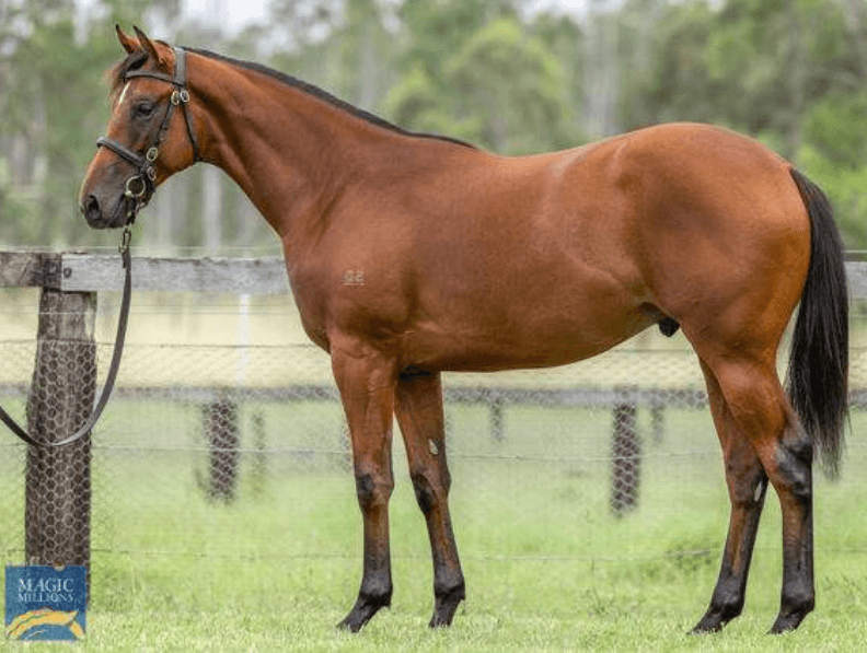 Militarize (NZ) as a yearling