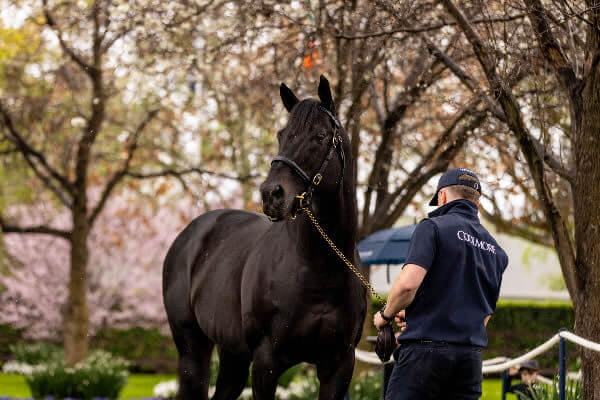 Wootton Bassett is back in Australia for Coolmore this spring standing at a fee of $192,500