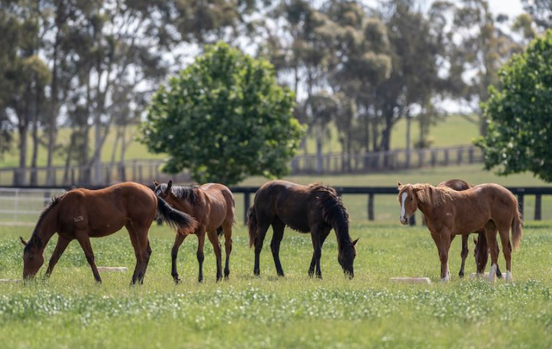 Yearlings in a paddock